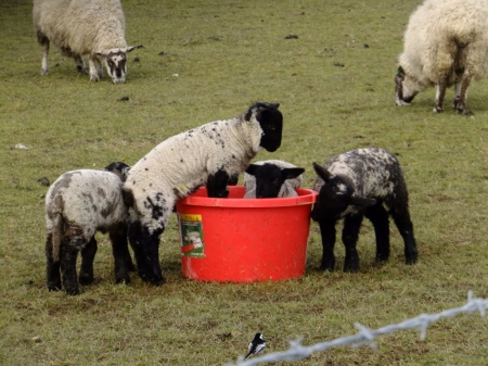 lambs getting fed