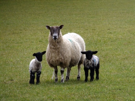 lambs posing