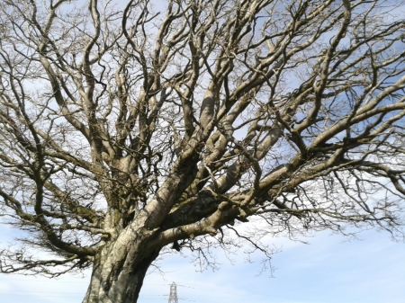 wintry tree